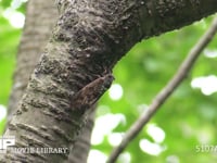 アブラゼミ　鳴く 