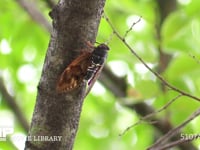 アブラゼミ　♂ 鳴く最盛時には翅を開く