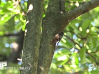 アブラゼミ　鳴く♂ 鳴き終えて飛びたつ