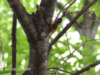 アブラゼミ　♂ 鳴き終えると移動する