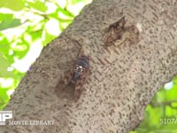 アブラゼミ　♂ 鳴く