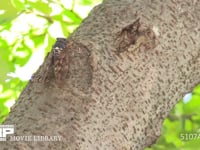 アブラゼミ　♂ 鳴く、鳴きながら移動する