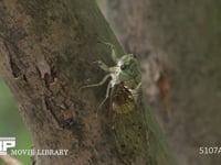 ミンミンゼミ♂ 鳴く　ミカド型