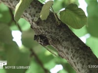 ミンミンゼミ　鳴く オス