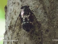 ミンミンゼミ　鳴いた後に飛び立つ オス