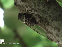 ミンミンゼミ　鳴いた後に飛び立つ オス