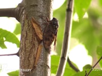 アブラゼミ 蝉しぐれの中鳴きながら場所を移動