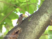 アブラゼミ 鳴きながら移動するオンボロ♂