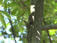 アブラゼミ　鳴く 鳴きながら移動する