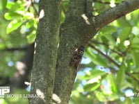 アブラゼミ　鳴く♂ 鳴きながら移動する