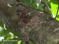 アブラゼミ　♂ 鳴きながら♀に向かって移動する