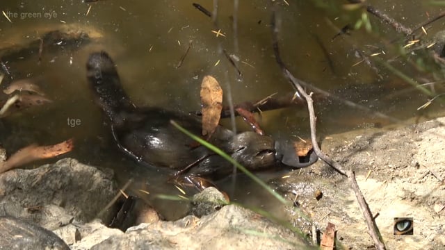 Duck-billed Platypus – foraging at waters’ edge (Ornithorhynchus anatinus, Ornithorhynchidae: Platypus) Canberra, Australia