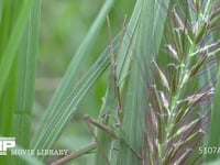 ショウリョウバッタ♀ 草むらに紛れる　擬態　保護色