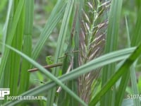 ショウリョウバッタ♀ 草むらに紛れる　擬態　保護色