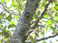 ミンミンゼミ　桜の木に止まる♀2匹 通常型とミカド型