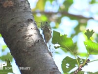 ミンミンゼミ　♀ ミカド型　木の汁を吸う