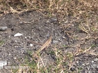 ショウリョウバッタ　♀ 枯れ草に囲まれた褐色型