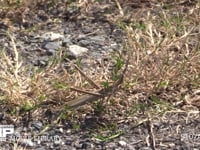 ショウリョウバッタ　♀ 褐色型　枯れ草から飛びたつ