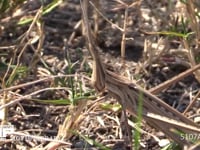 ショウリョウバッタ　♀ 枯れ草中で青葉を食べる　褐色型