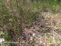 ショウリョウバッタ　♀ 枯れ草の多い草むらに隠れる褐色型　保護色