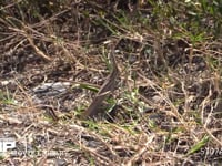 ショウリョウバッタ　♀ 枯れ草中で青葉を食べる　褐色型