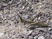 ショウリョウバッタ　♀ 飛びたつ