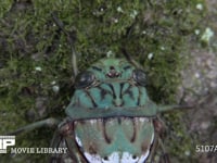 ミンミンゼミ　♀ 複眼と単眼