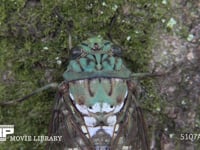 ミンミンゼミ　♀ 複眼と単眼