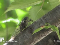 ミンミンゼミ　♀ 口吻を立てて木の汁を吸う