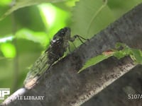 ミンミンゼミ　♀ 口吻を立てて木の汁を吸う