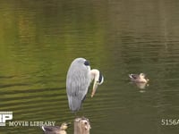 アオサギ 公園の池の杭にとまり羽づくろいをする