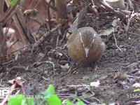 ガビチョウ 公園の植え込みの中で餌をとる。帰化鳥