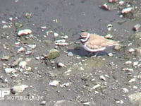 イカルチドリ 川原で餌を探す