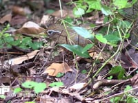 ガビチョウ 公園の植え込みの中で餌をとり、メスに求愛給餌をする。 帰化鳥