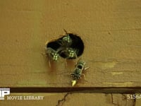 クロスズメバチ 人家の外壁の穴に作った巣を出入りする。中部地方では幼虫を「ヘボめし」にして食べる