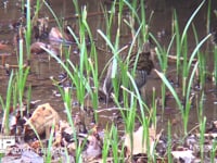 クイナ 湿地で餌を探す