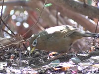 ガビチョウ 公園の植え込みの中で餌をとる。帰化鳥