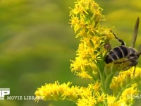 キンケハラナガツチバチ セイタカアワダチソウの花の蜜を舐める