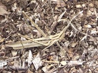 ショウリョウバッタ 地上にいる褐色型の個体