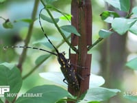 ゴマダラカミキリ 枝にとまる