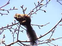 タイワンリス コブシの蕾を食害する。 帰化動物