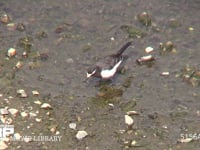 セグロセキレイ 川原で餌を探す