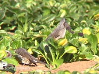 ヒヨドリ 畑の小松菜を群れで食害する