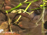 ヤマアカガエル 池で水草を食べるオタマジャクシ　後肢が生えている