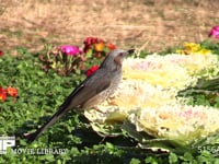 ヒヨドリ 公園の葉牡丹を食害する