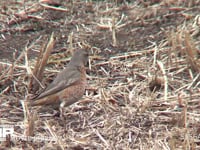 ハチジョウツグミ 地上を歩き餌を探す。 ツグミの亜種