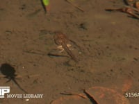 ヤマアカガエル 池の水面を泳ぐオタマジャクシ　後肢が生えている