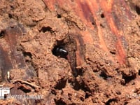 ムネアカオオアリ 朽木の巣穴に卵を運び込む女王アリ