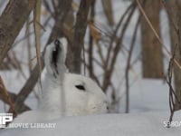 エゾユキウサギ 雪原　林内　佇む　警戒