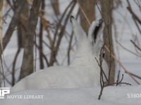 エゾユキウサギ 雪原　林内　食べる　食べ物を探し移動
